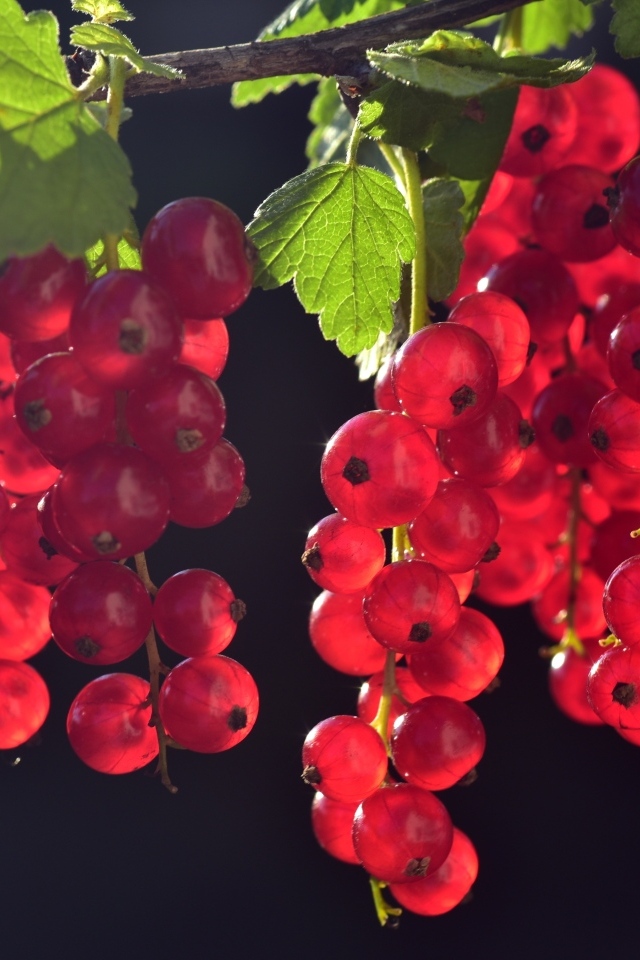 Гроздья красной смородины на ветке в лучах солнца