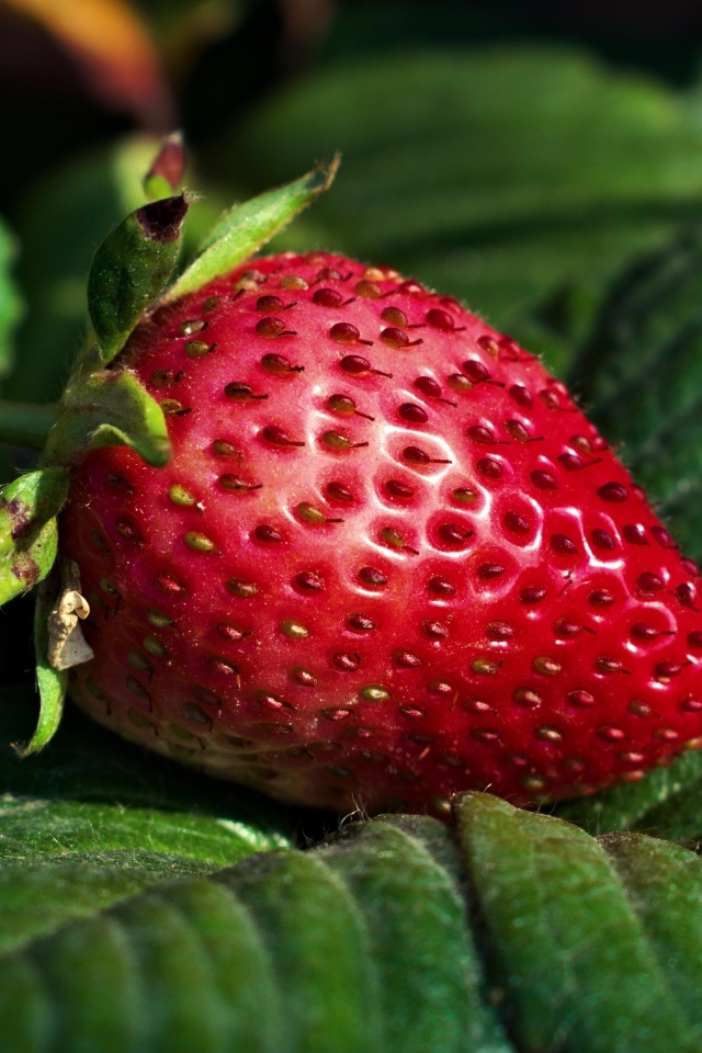 Ароматная спелая клубника в зеленых листьях 