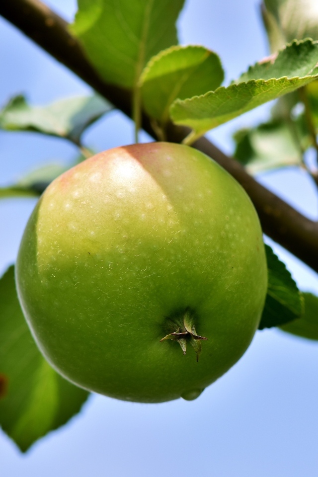 Зеленое яблоко на ветке дерева