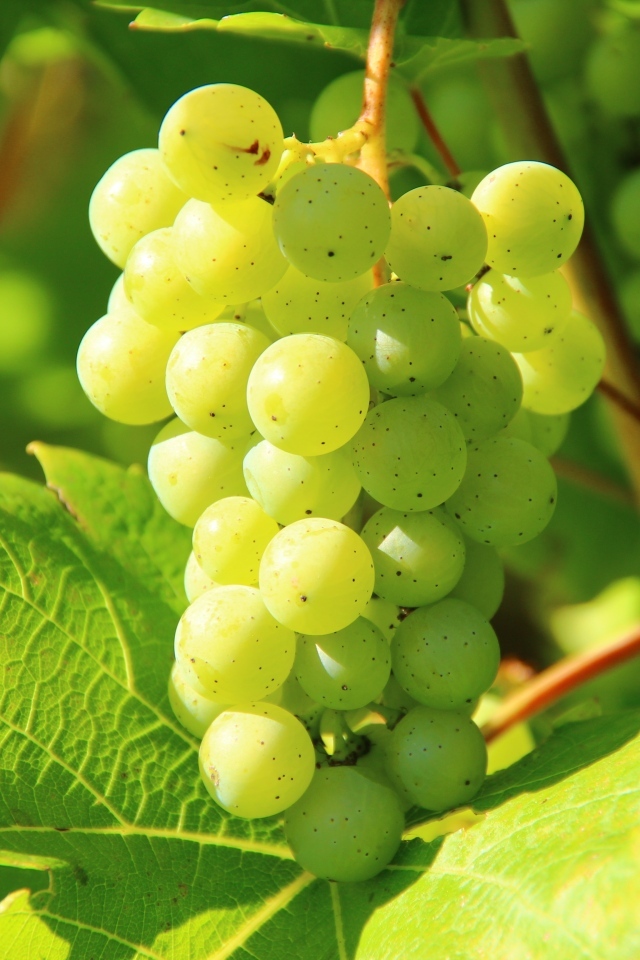 Зеленый виноград в листьях в лучах солнца