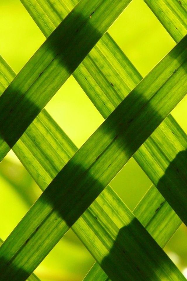 Зеленые листья выложили решеткой