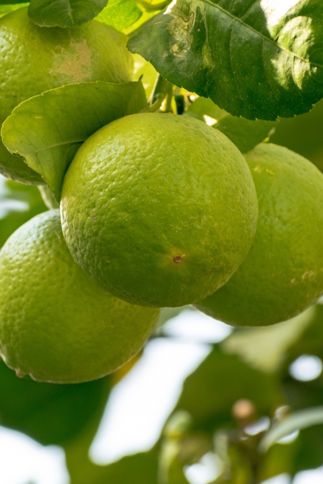 Зеленые плоды лайма на ветке дерева