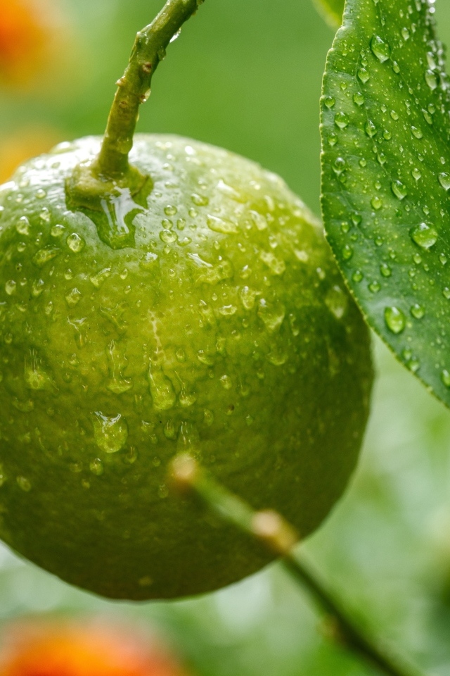 Зеленый лайм на ветке дерева в каплях дождя