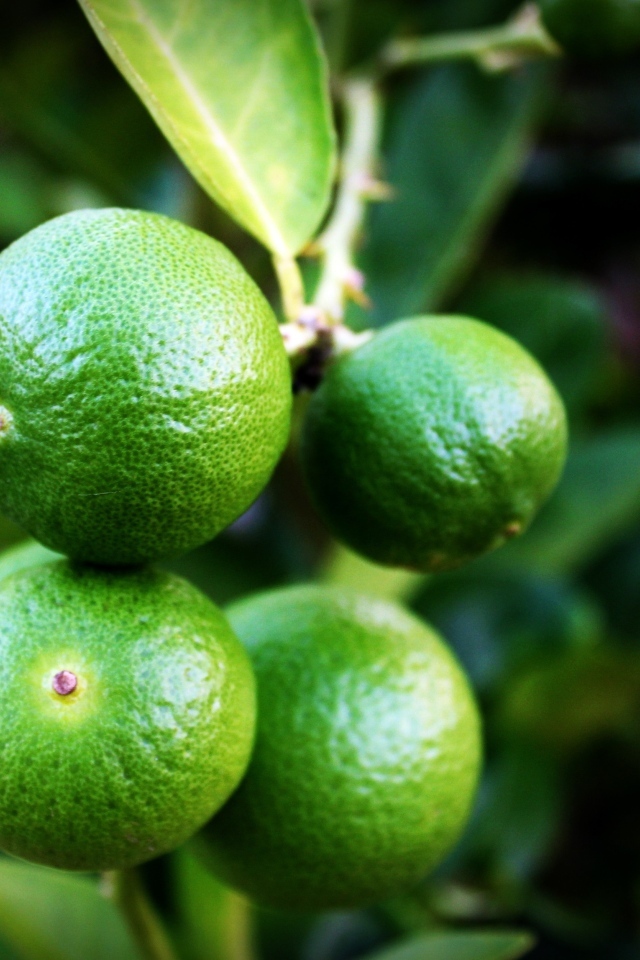Зеленые лаймы на ветке дерева
