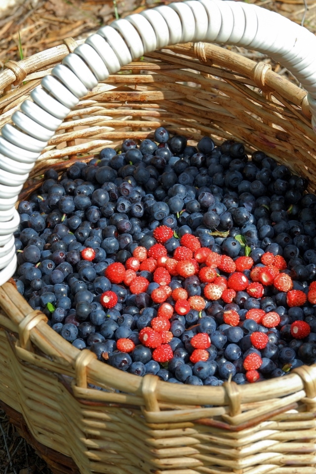 Большая корзина с ягодами черники в лесу