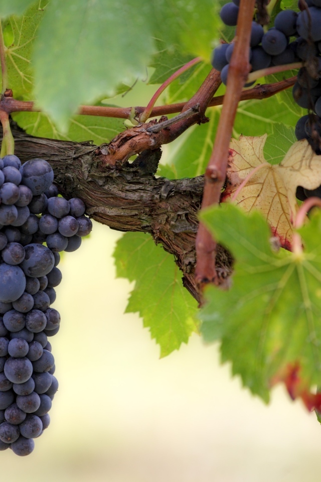 Большие грозди синего винограда на лозе