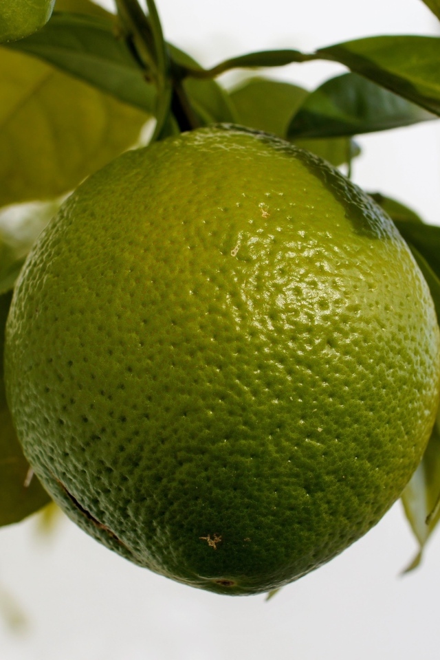 Большой зеленый лайм на ветке дерева крупным планом