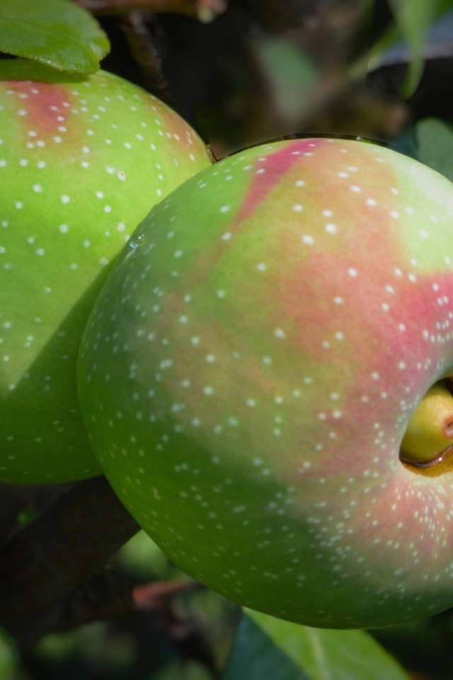 Большие крупные яблоки на ветке дерева