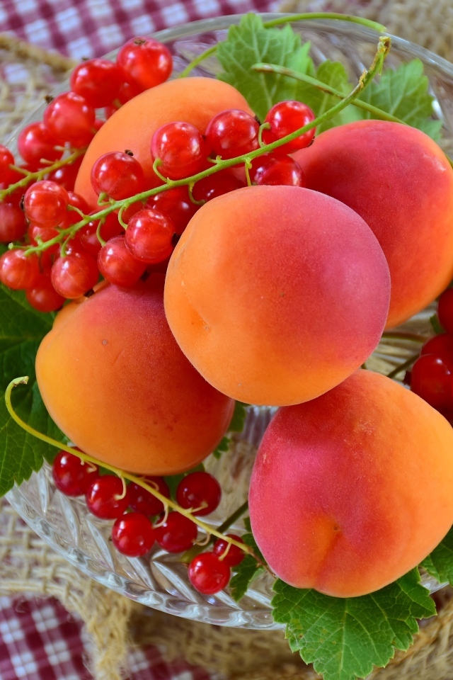 Большие сладкие абрикосы с красной смородиной