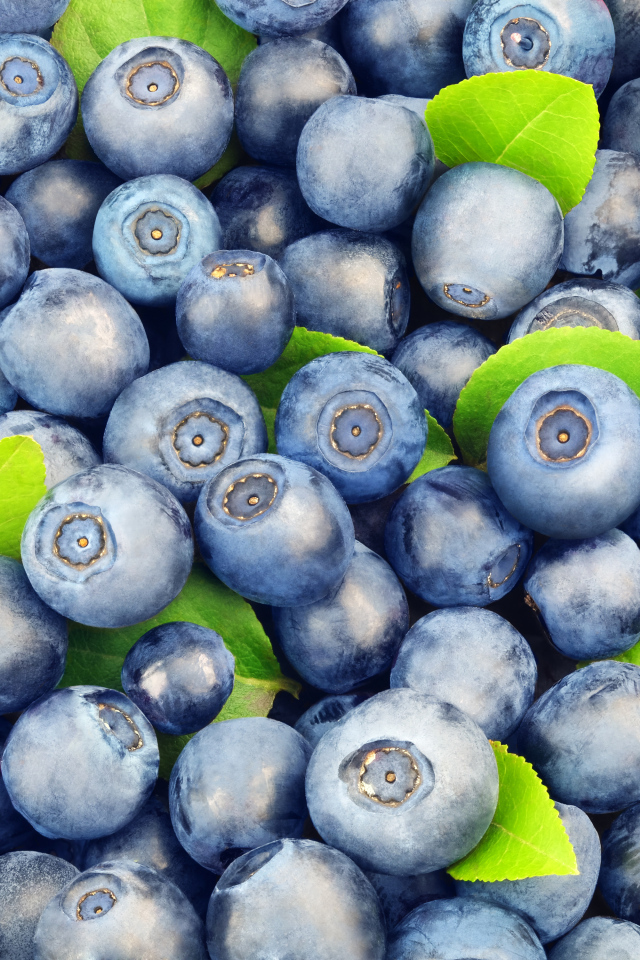 Много спелых синих ягод черники крупным планом