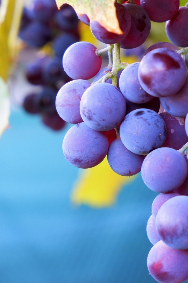 Розовый сладкий виноград крупным планом