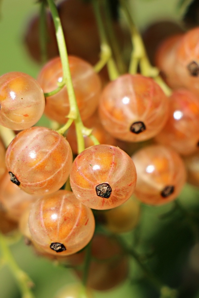 Красная смородина созревает на ветках