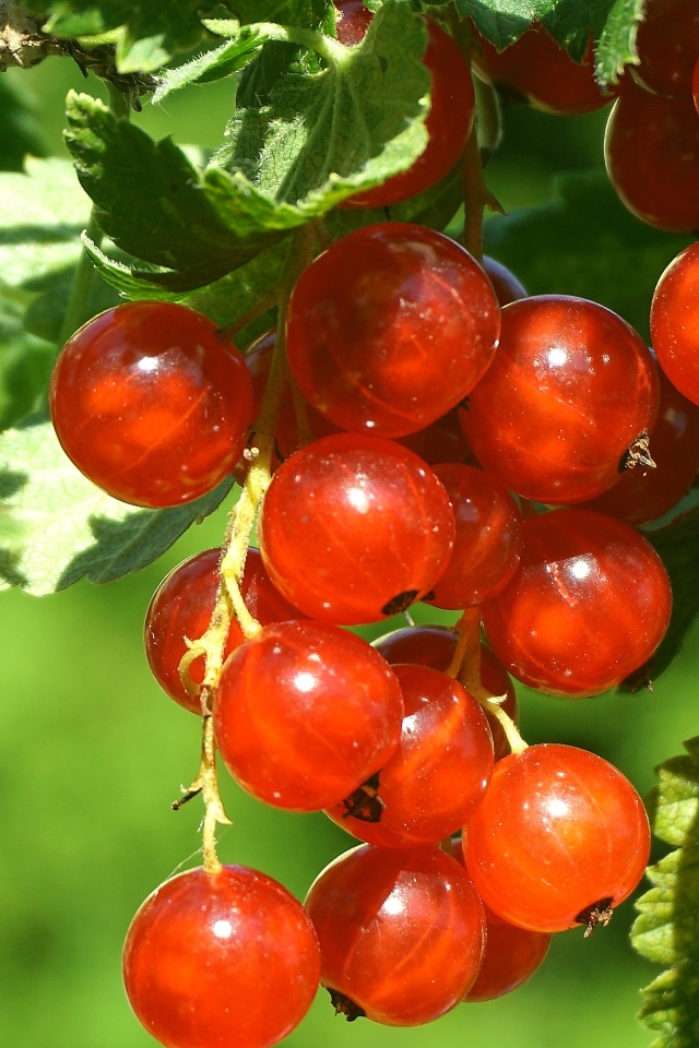 Красные спелые ягоды смородины