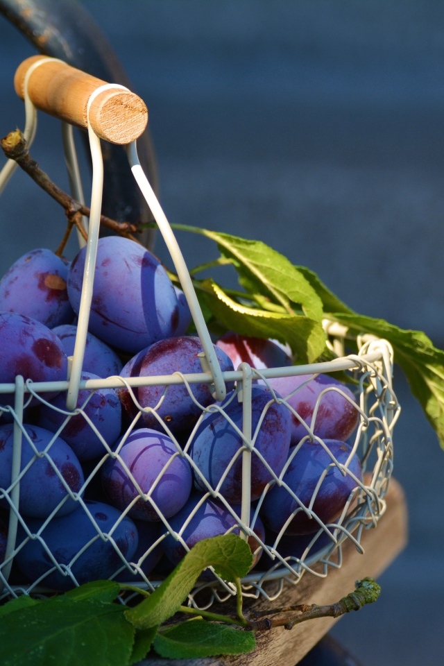 Спелые синие сливы в корзине на столе