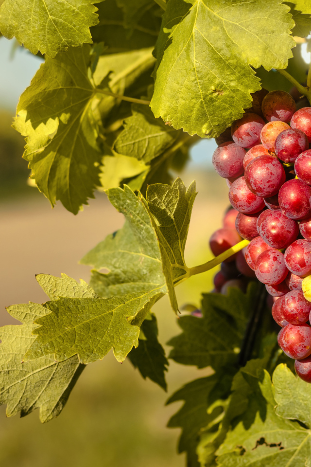 Спелая гроздь розового винограда в листьях