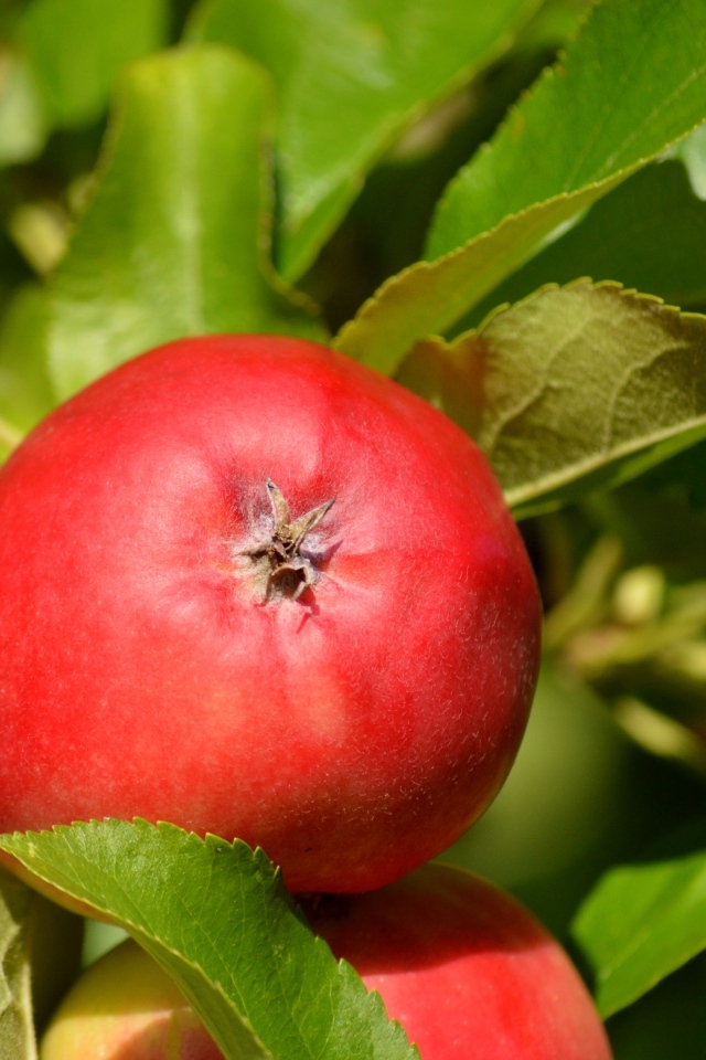 Спелые красные яблоки в зеленых листьях