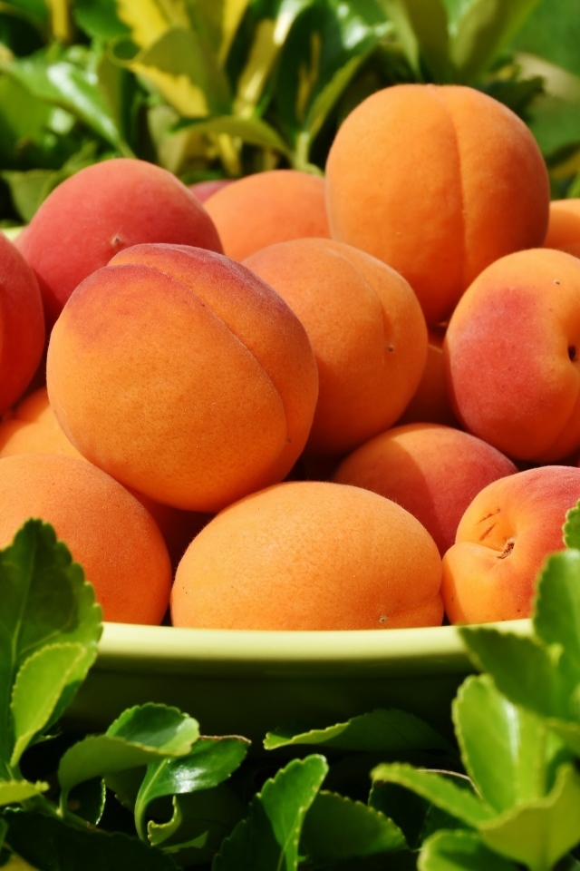 Спелые сладкие абрикосы на тарелке в траве