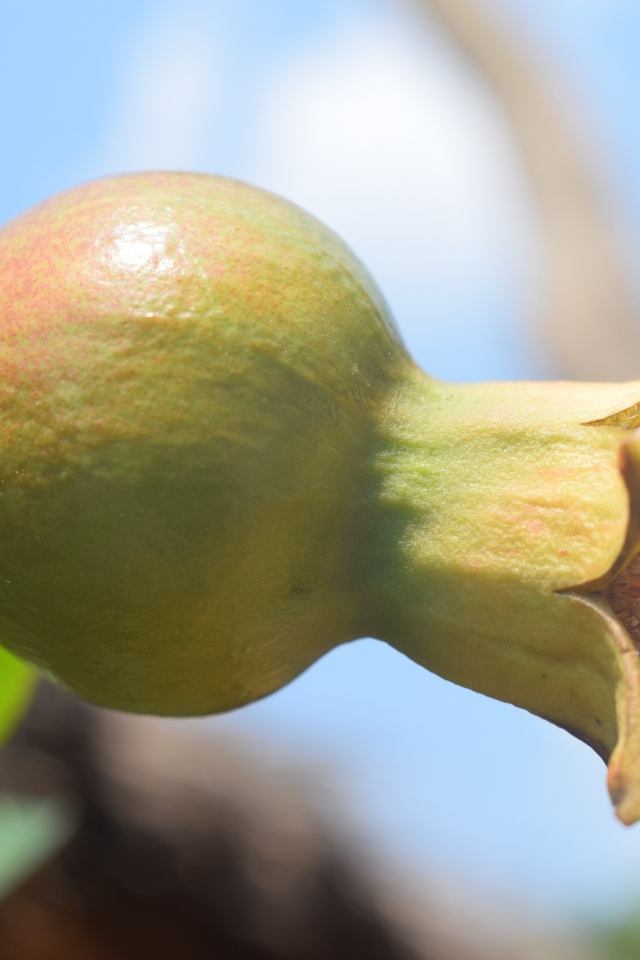 Плод граната созревает на ветке дерева
