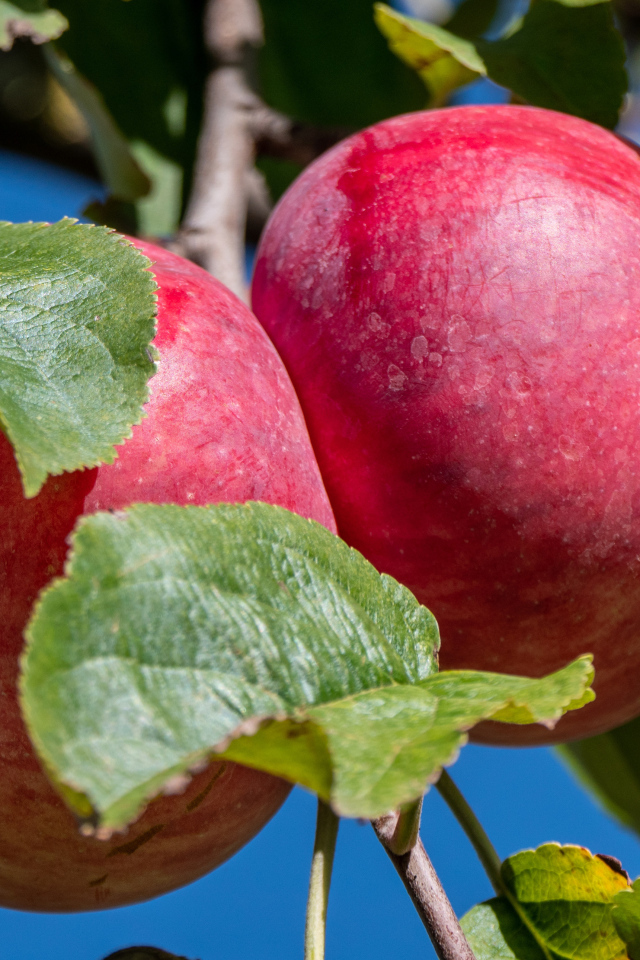 Два больших сочных яблока на ветке