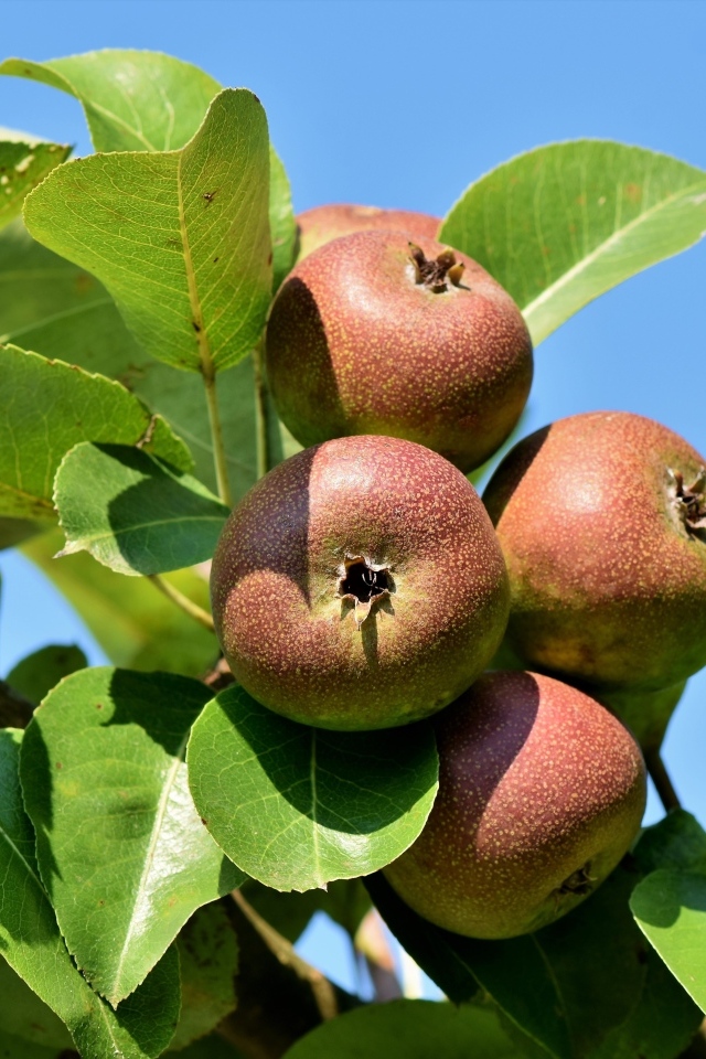 Недозрелые груши на ветке дерева