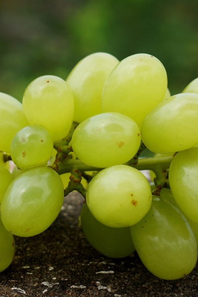 Белый виноград лежит на асфальте