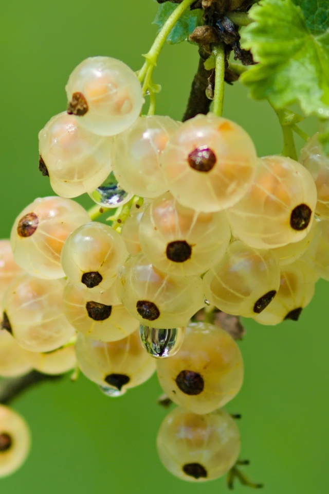 Желтая смородина на ветке крупным планом