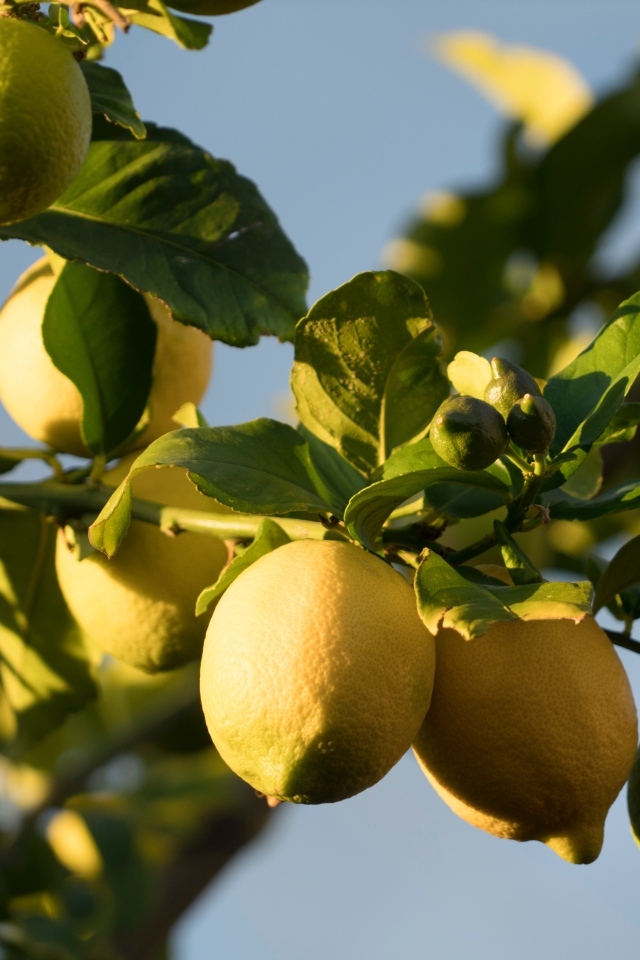 Желтые лимоны на ветках в лучах солнца