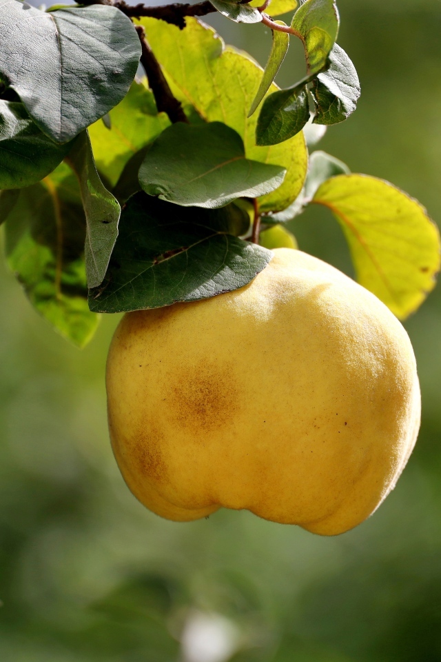 Желтый плод айвы на ветке дерева