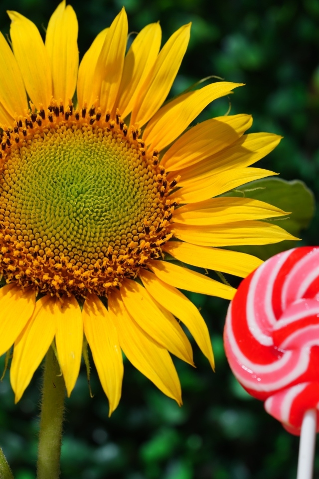 Конфета на палочке  с цветком подсолнуха