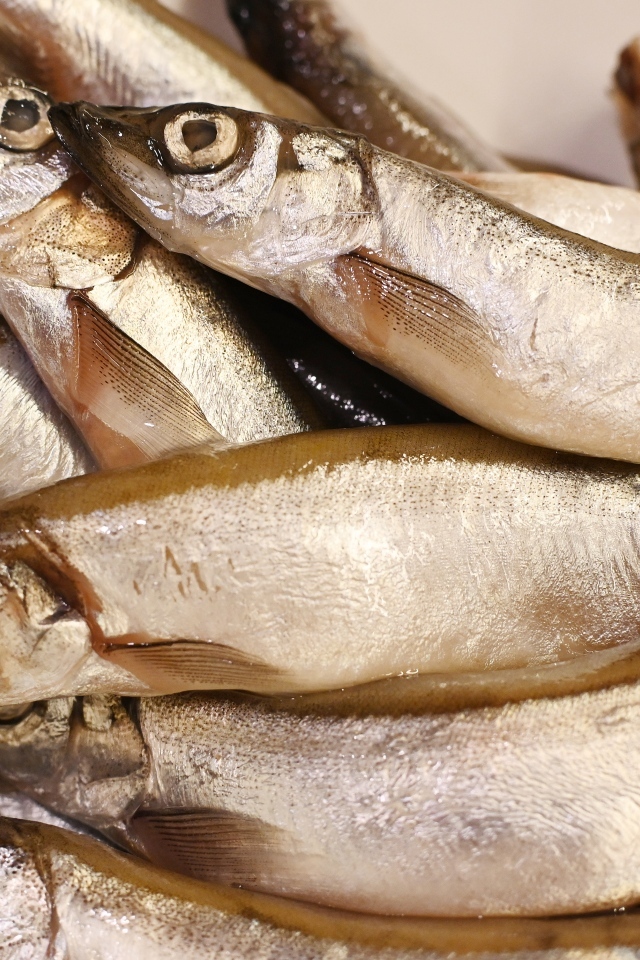 Свежая рыба мойва крупным планом