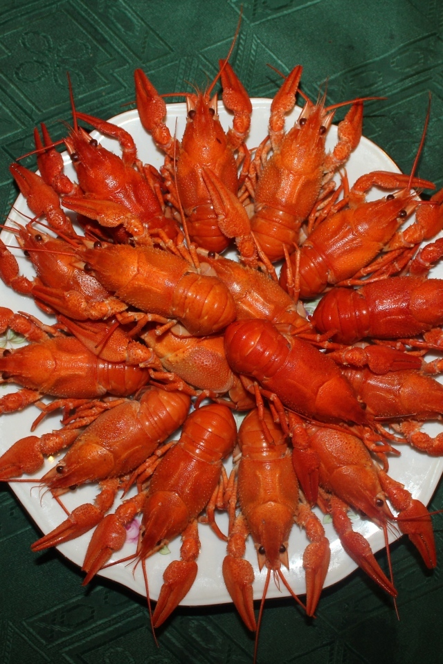 Красные вареные раки на белой тарелке