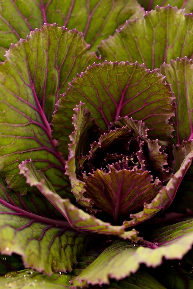 Большие капустные листья