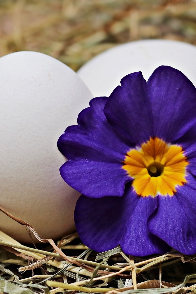 Два белых яйца с цветком на Пасху