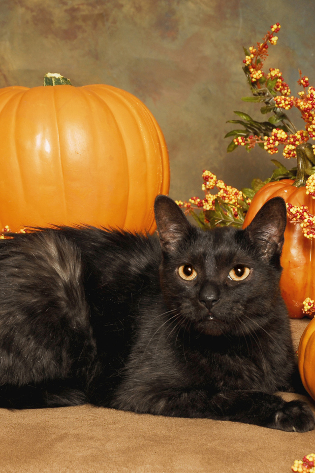 Черный кот с тыквами на Хэллоуин