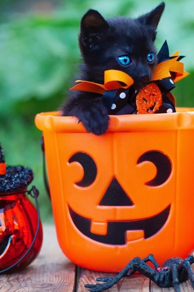 Черный котенок с декором на Хэллоуин