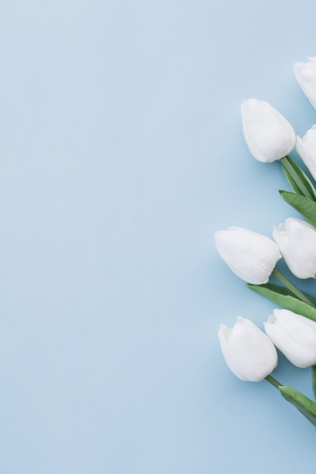 Букет белых тюльпанов шаблон поздравительной открытки на 8 марта