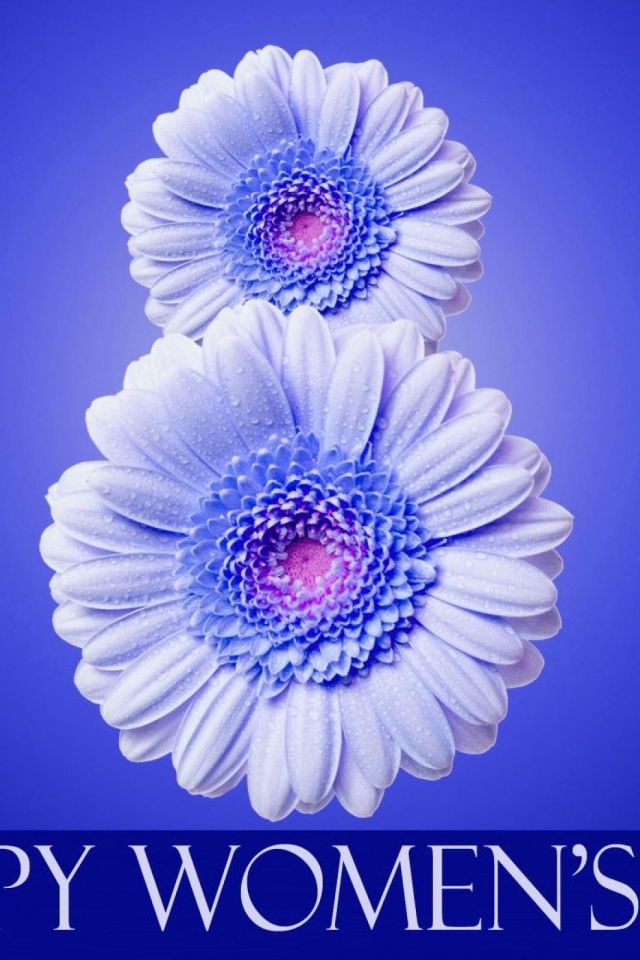 Цифра 8 из цветов герберы на синем фоне на Международный женский день