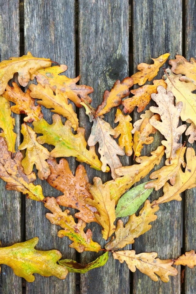 Сердце из опавших листьев дуба