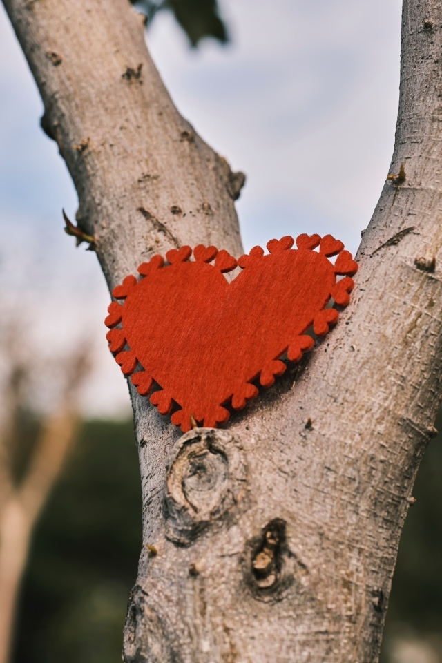 Красное сердце висит на дереве