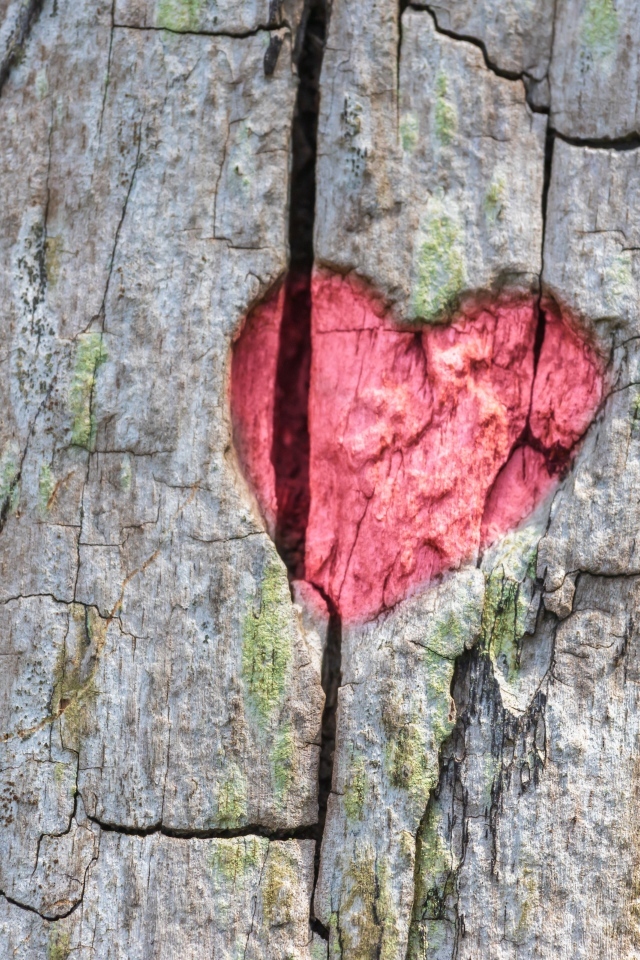Красное сердце на коре дерева