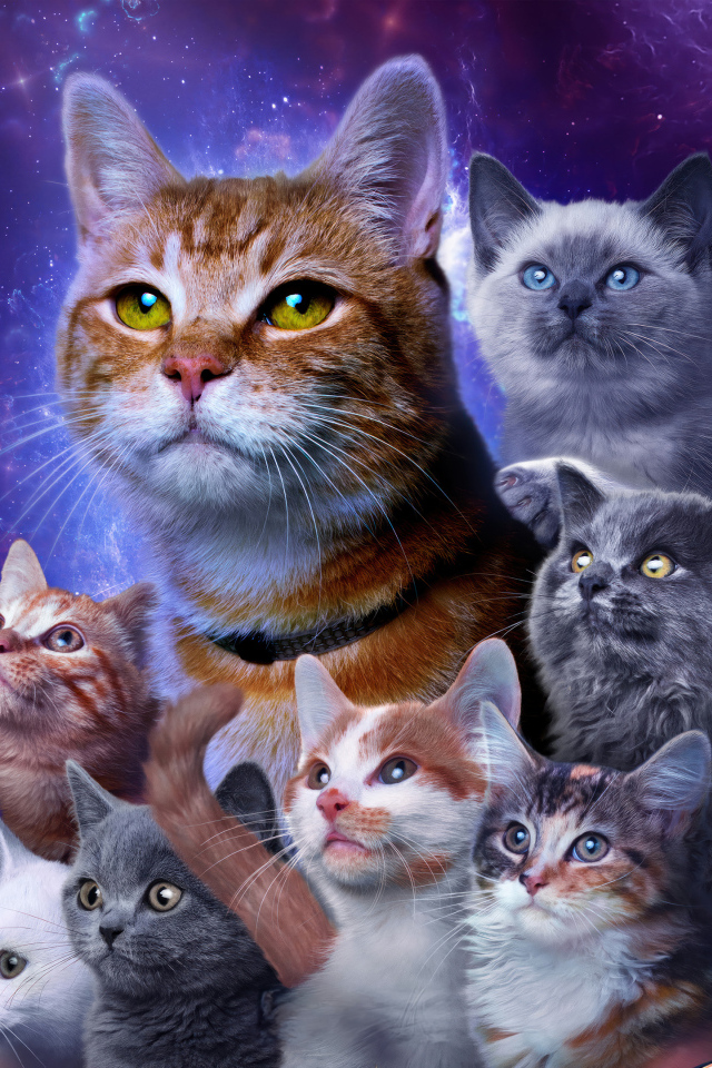 Коты из фантастического фильма Марвелы