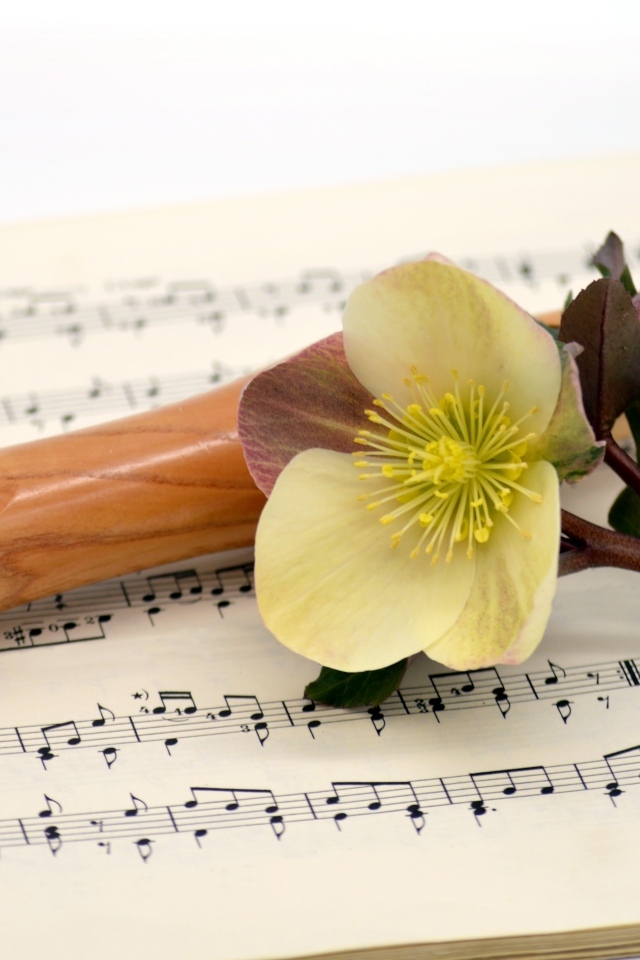Ноты, флейта и цветок на белом фоне