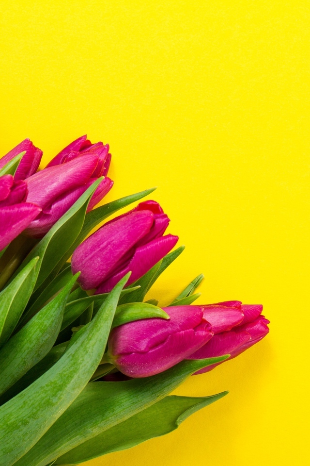 Букет розовых тюльпанов на желтом фоне