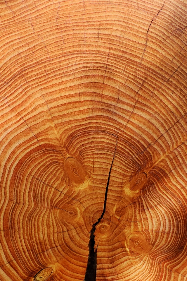 Круги на спиленном стволе дерева