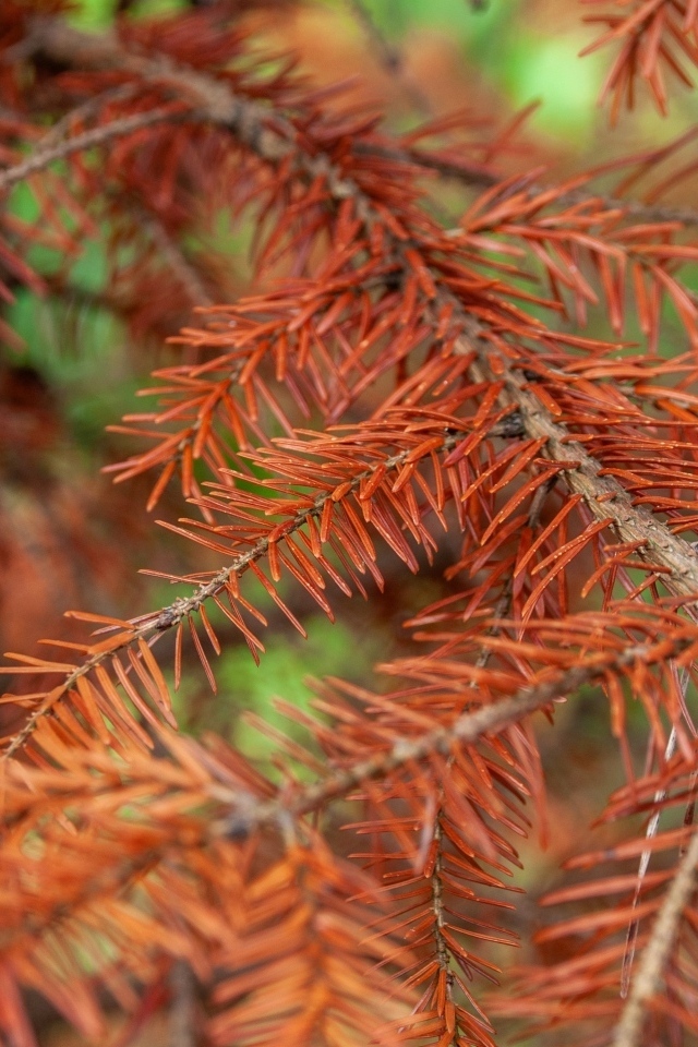 Сухая желтая ветка ели