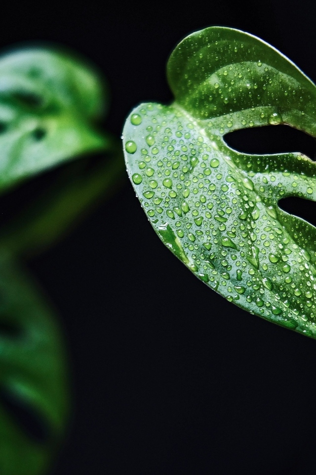 Зеленый лист в каплях росы на черном фоне