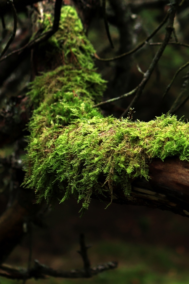Зеленый мох на стволе дерева в лесу
