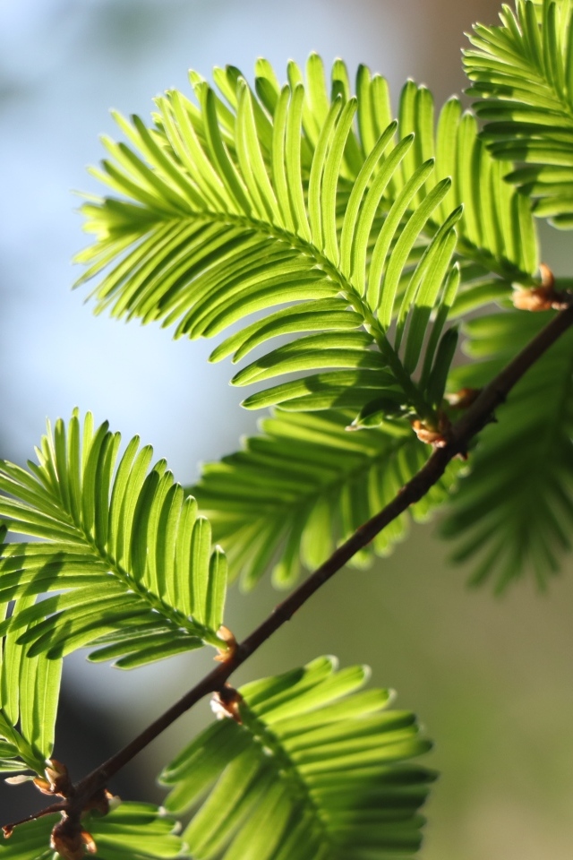 Зеленые молодые листья дерева весной