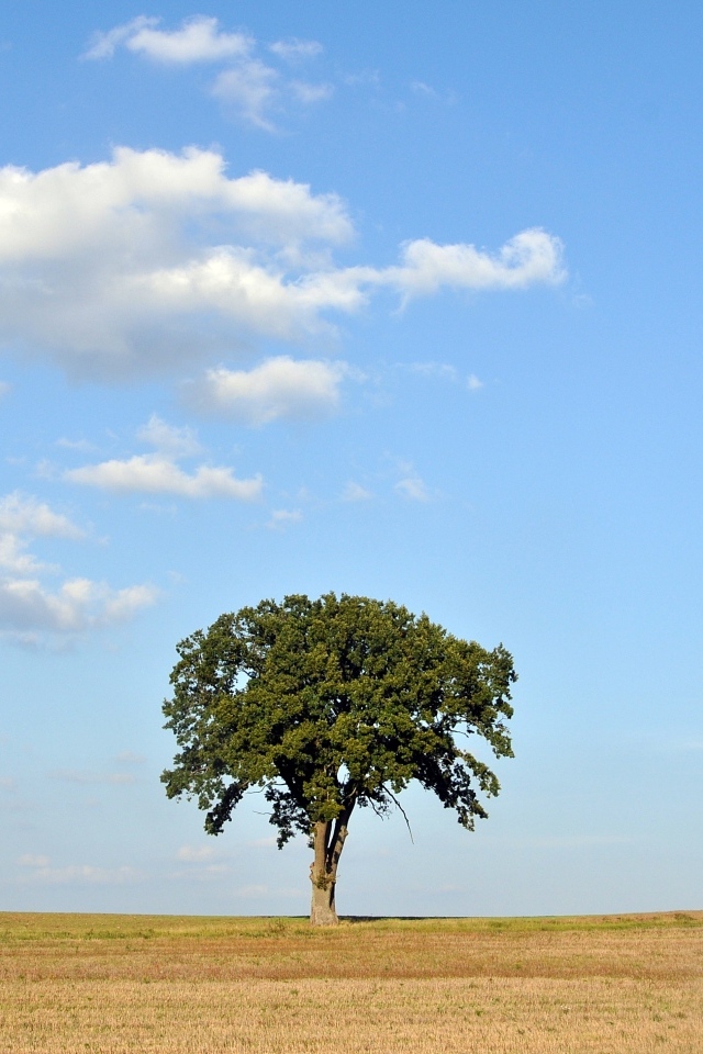 Одинокое зеленое дерево на поле
