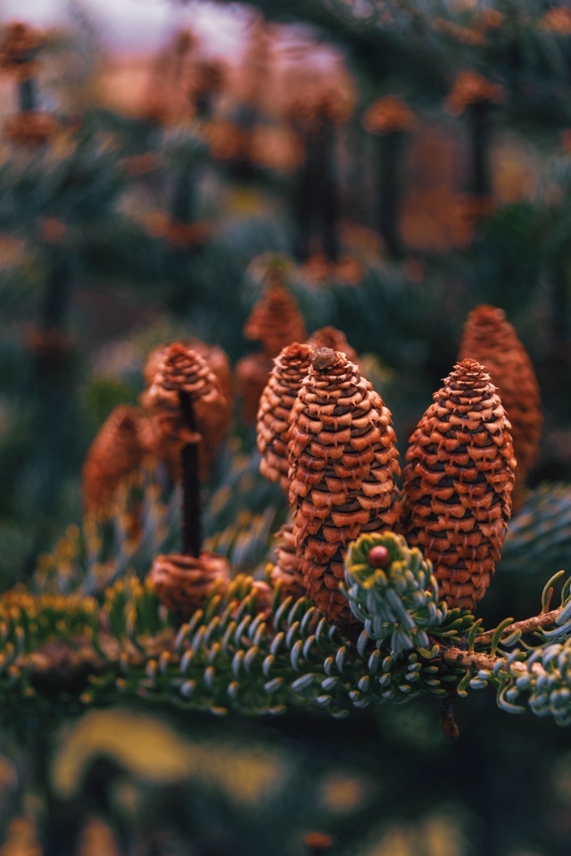 Много больших  коричневых шишек на ветке ели